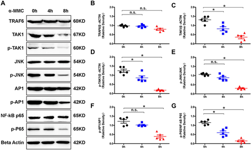 Figure 8 Western blotting analysis of signalling proteins related to the TLR signalling pathway in M1 microphages. (A) Western blotting analysis of changes in the levels of the signalling proteins TRAF6, TAK1/p-TAK1, p65/p-p65, JNK/p-JNK and AP1/p-AP-1 in M1 macrophages after α-MMC treatment. (B–G) Relative density of TRAF6/β-actin, TAK1/β-actin, p-TAK1/β-actin, p-JNK/JNK, p-AP-1/AP1 and p-p65/p65. The data shown are individual values with the mean ± SEM; n = 5. *P < 0.05 significantly different from the control group (0 μg/mL α-MMC); n.s. no significant difference from the control group (0 μg/mL α-MMC). One-way analysis of variance, Tukey’s multiple comparison tests.