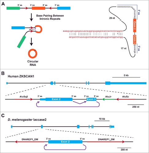 Figure 2. Base pairing between intronic complementary sequences facilitates circular RNA biogenesis. (A) Backsplicing is commonly induced when inverted repeats (red arrows) in the flanking introns base pair to one another. This brings the intervening splice sites (ss) into close proximity, facilitating catalysis (left). Extensive mutagenesis of the human ZKSCAN1 locus revealed minimal introns that are sufficient for the generation of a circular RNA from exons 2 and 3.Citation65 Besides the splice sites, ∼40-nt complementary repeats (red) are needed for backsplicing. (B) Exon/intron structure of the human ZKSCAN1 locus, highlighting the region that contains exons 2 and 3. Complementary AluS elements (red) immediately flank these exons, and facilitate backsplicing from the end of exon 3 to the beginning of exon 2 (purple).Citation65 (C) Exon/intron structure of the D. melanogaster Laccase2 locus, highlighting a region that contains exon 2. A pair of DNAREP1_DM family transposons are close to the circularizing exon and facilitate backsplicing.Citation37