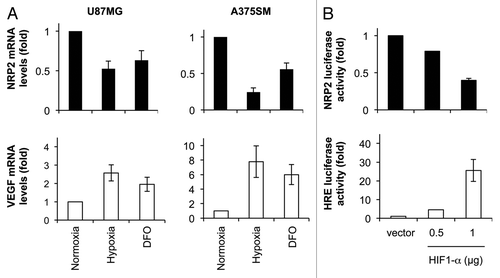 Figure 2 Hypoxia represses NRP2 at the transcriptional level. (A) U87MG glioblastoma and A375SM melanoma cells were maintained in either normoxic or hypoxic conditions or treated with DFO for 24 h. NRP2 (top) and VEGF (bottom) mRNA levels were measured by quantitative PCR and normalized to B2M mRNA. (B) A NRP2 luciferase promoter vector (top) or a HRE-driven reporter construct (bottom) were co-transfected with either control or pcDNA3-HIF1-α vectors. Luciferase activities were measured after 32 h.