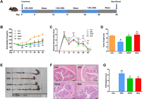 Figure 1 BLG ameliorated DSS-induced chronic relapsing colitis in mice. (A) experimental design for chronic relapsing colitis and treatment, (B) body weight change, (C) disease activity index (DAI) score, (D) colon length, (E) representative images of the colon, (F) H&E staining of the colon (magnification, ×100), and (G) histological score. Data are expressed as the mean ± SEM (n = 6). ##p < 0.01 or ###p < 0.001 vs control (Con) group; *p < 0.05 or **p < 0.01 or ***p < 0.001 vs DSS group.