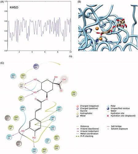 Figure 7. RMSD (in Angstrom) time-dependent plot of chlorogenic acid fluctuation docked to tyrosinase (A); close-up of the complex chlorogenic acid-tyrosinase (hydrogen bonds are reported as green lines) (B); details of the interactions formed by chlorogenic acid with the residues present in the binding pocket (cut-off = 4 Å from the ligand) (C).