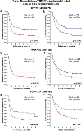 Figure 3. Neuroblastoma high-risk patient outcomes based on SFT2D1, RPS6KA2, and FGFR1OP gene expression using the neuroblastoma TARGET-Asgharzadeh-249 patient datasets. Kaplan–Meier analyses and comparison of SFT2D1, RPS6KA2, and FGFR1OP expression with outcome. HR-NB patients were divided into high (blue) and low (red) gene expression groups, with patient numbers in parentheses. (a) Event-free survival (Expression cutoff: 153.312, min.grp = 8), and (b) overall survival (Expression cutoff: 137.354, min.grp = 8) curves for SFT2D1 gene expression are shown. (c) Event-free survival (Expression cutoff: 342.241, min.grp = 8), and (d) overall survival (Expression cutoff: 221.887, min.grp = 8) curves for RPS6KA2 gene expression are shown. (e) Event-free survival (Expression cutoff: 204.725, min.grp = 8), and (f) overall survival (Expression cutoff: 219.321, min.grp = 8) curves for FGFR1OP gene expression are shown.