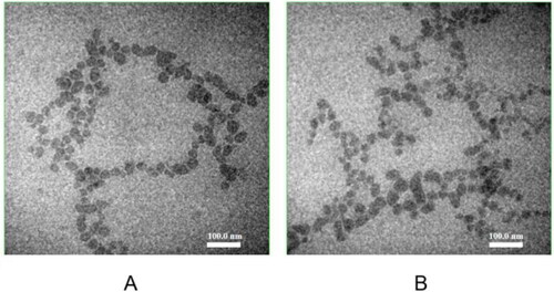 Figure 4. Transmission electron microphotographs of ISL-NE (A) and Blank-NE (B). Scale bar = 100 nm.
