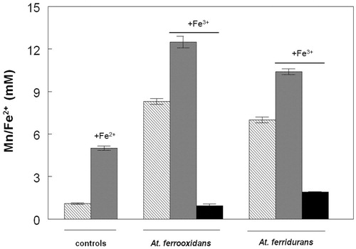 Figure 5. Concentrations of soluble manganese (shaded and hatched bars) and iron (II) (solid black bars) in cultures of At. ferrooxidans and At. ferridurans grown anaerobically on hydrogen, measured after a six day incubation period, with (shaded bars) or without (hatched bars) 5 mM iron (III) added at the start of the experiment. Manganese concentrations in non-inoculated controls either containing initially 5 mM iron (II) or no added iron are also shown (ferrous iron was not detected in controls by day 6). Error bars are range values of duplicate cultures.