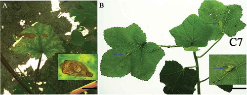 Fig. 1 (Colour online) (a) Typical necrotic symptom on naturally infected okra leaves. Scale bar = 1 cm. (b) Okra leaf exhibiting necrotic lesion 4 days after inoculation with a conidial suspension of Choanephora cucurbitarum isolate C7. Scale bar = 1 cm.