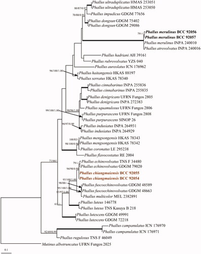 Figure 1. Phylogenetic relationships of Phallus spp. inferred from ITS sequences. Numbers at the significant nodes represent ML bootstrap values/MP/Bayesian posterior probabilities, multiplied by 100; bold lines in the tree represent 100% bootstrap (BSMP, BSML) and 1.00 posterior probability (BPP).