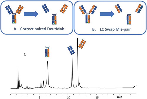 Figure 2. LC-MS subunit analysis. (A) Subunits generated from correctly paired DuetMab; (B) subunits generated from LC swap mispair species; (C) LC-MS analysis results.