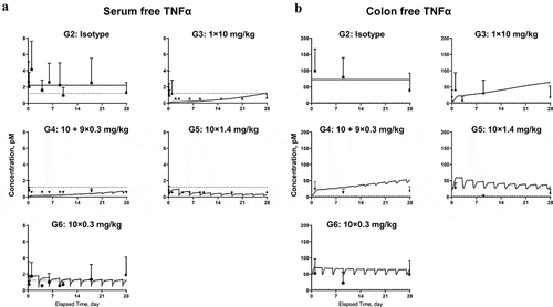 Figure 5. Model fitting for (a) free TNF in serum; (b) free TNF in colon homogenate. Symbols represent the observed data (mean±SD); lines represent model fitting results. The LLOQ of TNF in serum and colon tissue were 1.12 and 2.81 pM, respectively (shown in dotted lines).