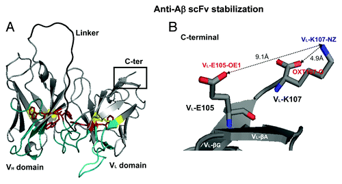 Figure 4. ScFv-h3D6 3D-model. (A) 3D-model. CDRs, blue; linker, black; Trp residues, red; disulphide bridges, yellow. (B) C-terminus detail showing the main interactions between VL-E105 and VL-K107 and the effect of OXT107-O.