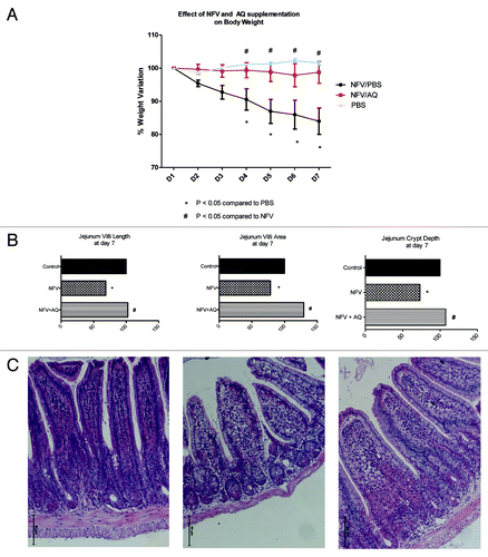 Figure 4. (A) Effect of nelfinavir at 100 mg/kg (NFV+PBS) and supplementation with 10 mM of alanyl-glutamine (NFV+AQ) compared with control (PBS), on body weight variation during 7-d treatment. For each animal (n = 6), daily body weight was measured. (B) Effect of NFV and AQ supplementation (NFV+AQ) on jejunum villi area, villli height, crypt depth and (C) morphometry after 7 d of treatment. For each animal (n = 6), 10 measurements of each small intestine segment were taken. Values are expressed as percentage of control. *p < 0.05, compared with PBS control group, by student’s unpaired t-test. #p < 0.05, compared with group with NFV, by one-way ANOVA, with Bonferroni’s post test.