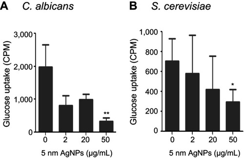 Figure 4 Decrease in glucose uptake of Candida albicans and Saccharomyces cerevisiae in the presence of 5 nm AgNPs. Glucose uptake of (A) C. albicans and (B) S. cerevisiae treated with 5 nm AgNPs for 30 minutes. Data are presented as mean ± SD from two independent experiments performed in triplicate. *P<0.05, **P<0.005.Abbreviation: AgNPs, silver nanoparticles.