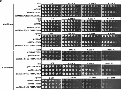 Figure 2. (Continued).