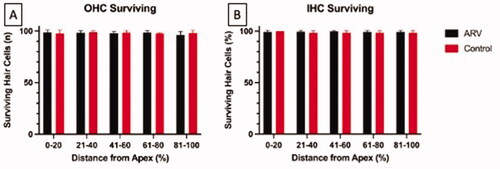 Figure 6. Panel A represents the number of intact OHCs surviving in each cochlear segment (denoted by their distance from the cochlear apex). Panel B indicates the percent of surviving IHCs for each cochlear segment. No significant differences exist across groups for any segment. For both panels, offspring from the ARV group are represented by black bars and the CON group by red bars. Error bars are + 1 s.d.