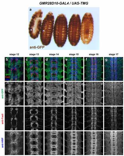 Figure 12. GMR28D10 is expressed broadly in the embryonic ventral nerve cord.