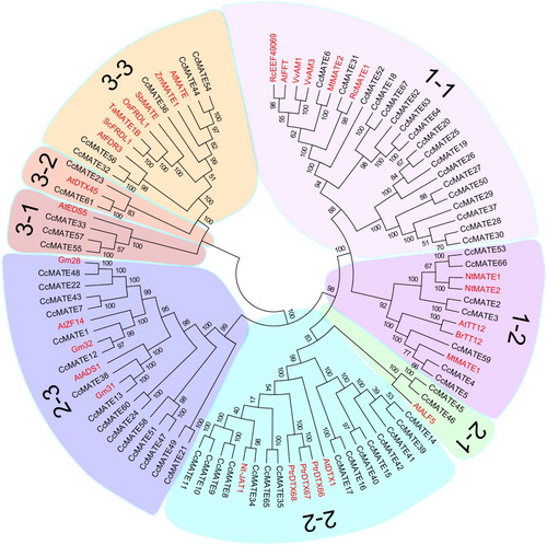 Figure 1. The phylogenetic tree of MATE proteins from C. cajan and other plant species. The phylogenetic tree was constructed with the MEGA 6.0 program by the neighbor-joining method. The Bootstrap value (percentage) (1000 repetitions) is displayed on the node. Different subgroups are highlighted using different colors.