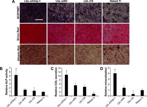 Figure 8 Osteogenic differentiation of MG63 cells.Notes: (A) ALP, COL, and mineralization by BCIP/NBT, Sirius Red and Alizarin Red staining respectively (scale bar =200 μm). (B–D) Quantitative information of (A) by Image J analysis. *P<0.05 compared to naked Ti.Abbreviations: ALP, alkaline phosphatase; COL, collagen; CS, chitosan; LbL, layer-by-layer; siCkip-1, osteogenic siRNA targeting Ckip-1; siNC, siRNA negative control.