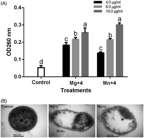 Figure 8. (A) Effect of the nanomaterials on the efflux of cytoplasmic materials on Acidovorax oryzae strain RS-2. (B) TEM images of A. oryzae strain RS-2. Magnification 150,000X for control and Mg + 4; 200,000X for Mn + 4; Bar = 200 nm *Mg + 4 magnesium oxide nanoparticles; Mn + 4 manganese dioxide nanoparticles. *Values are a mean ± standard error of three replicates and bars with the same letters are not significantly different in LSD test (p < .05).