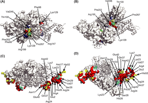 Fig. 6. Summary of the β-galactosidase assay in this study. All results of the β-galactosidase assay are summarized on the crystal structure of tetrameric CbnR. One pair of compact- and extended-form subunits is shown in the cartoon model, and the other pair is shown in surface representations. (A) and (B) are results of the β-galactosidase assay for the RD mutants. Red, yellow, and green residues are those showing less than 25% of the wild-type activity (Phe98Ala, Lys129Ala, and Phe202Ala), those showing 50–100% of the wild-type activity (Thr100Ala, and Arg147Ala), and those showing activity levels comparable to the wild type (Pro267Ala) by mutations, respectively (only activities with cis, cis-muconate are considered). Residues showing a constitutively active character by mutations are shown in blue (Arg199Ala and Val246Ala). (A) and (B) are side and top views of tetrameric CbnR. (C) and (D) are results of the β-galactosidase assay for the DBD mutants. Red and yellow residues are those showing less than 25% of the activity of the wild type and those showing 50–100% of the activity of the wild type by mutation, respectively (only activities with cis, cis-muconate are considered). Lys23, which was more active than the wild type, is shown in cyan. (C) and (D) are side and bottom views of tetrameric CbnR.