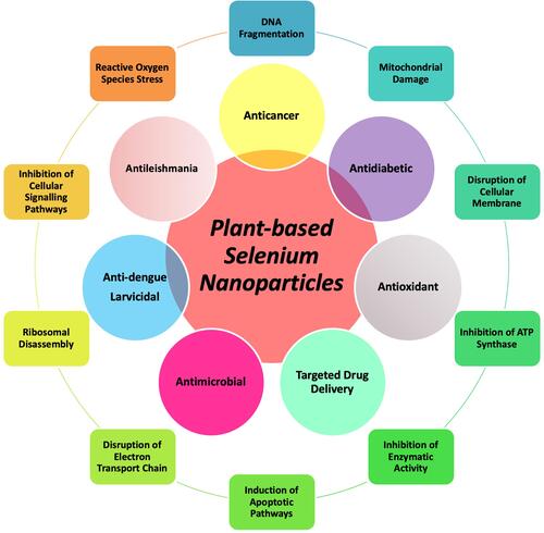 Scheme 1 Pictorial overview of the study. The inner circle explains the biomedical potential of plant-based SeNPs while the outer circle explains the mechanistic approaches of SeNPs.