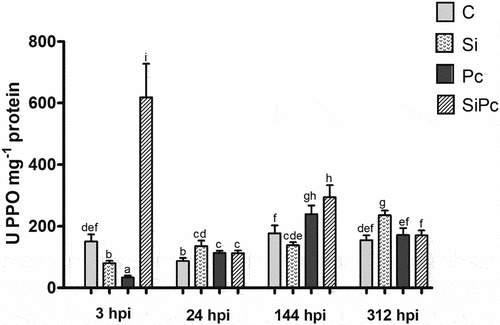 Figure 7. PPO activity per treatment over time. U: units of enzyme activity. hpi: hours post inoculation with P. cinnamomi. C: plants without potassium silicate application without P. cinnamomi inoculation; Si: plants irrigated with potassium silicate, without P. cinnamomi inoculation; Pc: plants inoculated with P. cinnamomi and without potassium silicate; SiPc: plants irrigated with potassium silicate and inoculated with P. cinnamomi. Data are presented as the mean ± standard deviation of nine replicates. The mean with the same letter is not significantly different (ANOVA followed by Tukey’s test with p < .05).
