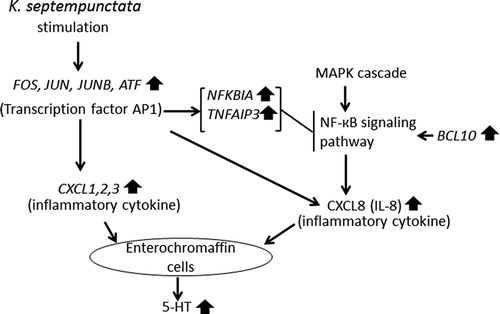 Figure 3. Mapping of the extracted gene products in pathways stimulated by K. septempunctata invasion.