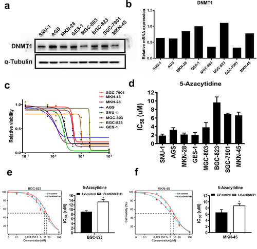 Figure 1. The DNMT1 expression level partially dictates 5-Azacytidine sensitivity in GC cells.