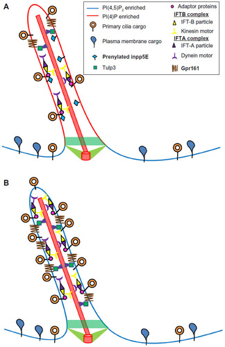 Figure 4 Ciliary role of Inpp5E.