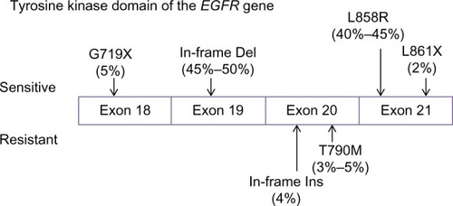 Figure 1 Tumor-driving mutations in the tyrosine kinase domain of EGFR (epidermal growth factor receptor).