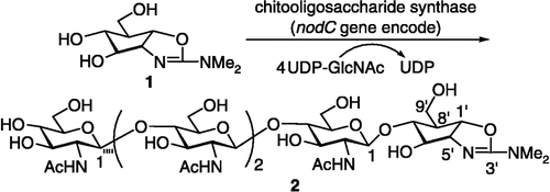 Scheme 1 Chemo-enzymatic synthesis of tetra-N-acetyl-chitotetraosyl allosamizoline 2.