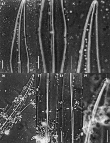 Figs 13 – 19. Light micrographs of Gyrosigma spp. Figs 13 – 15. Gyrosigma nipkowii (holotype slide # 3203024). Fig. 13. Half valve. Fig. 14. Valve centre showing axial costa, narrow central bar with opposing white spot. Note the slightly deflected proximal raphe ends toward the primary side. Fig. 15. Valve apex. Figs 16 – 19. Gyrosigma pallidum (holotype slide G.C. # 62630). Fig. 16. Half valve. Figs 17, 18. Centre of valve exhibiting a distinct axial costa, a narrow central bar (arrow) with an opposing white spot (arrowhead). Note striae pattern crossed at 90°. Fig. 19. Valve apex showing T-shaped distal raphe fissure (arrow). Scale bars represent: Figs 13 – 18, 10 μm; Fig. 19, 5 μm.
