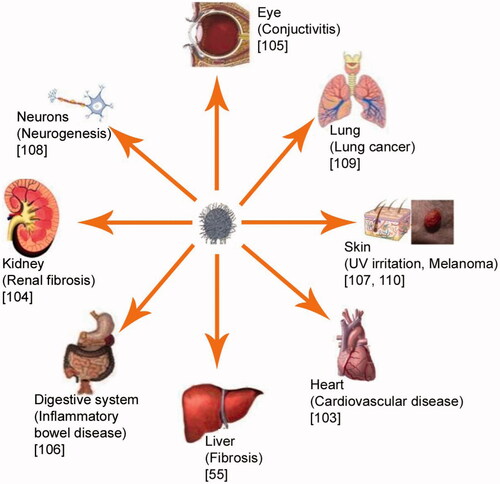 Figure 1. Pleotrophic therapeutic effects of curcumin.