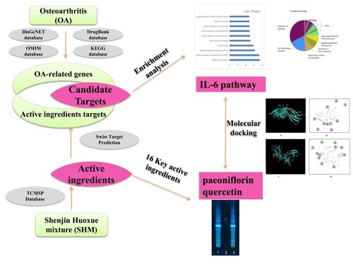 Figure 1 Flowcharts of the network pharmacology analysis. Left: summary of the identification of candidate targets with therapeutic effects against OA and active ingredients. Right: summary of the determination of the key active ingredients by TLC validation and the pharmacological mechanisms of SHM by enrichment analysis and molecular docking.
