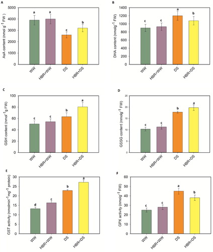 Figure 8. Effect of HBR on AsA content (A), DHA content (B), GSH content (C), GSSG content (D), GST activity (E), and GPX activity (F) in the leaf of soybean seedlings under drought stress. Data presented are mean (±SE) of three replicates, and bars with dissimilar letters are significantly different at the P ≤ 0.05 level.