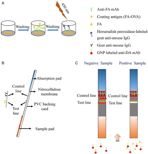 Figure 1. (A) Principle of the Ic-ELISA analysis; (B) composition of the lateral-flow ICA strip; and (C) lateral-flow ICA strip detection with negative and positive sample.