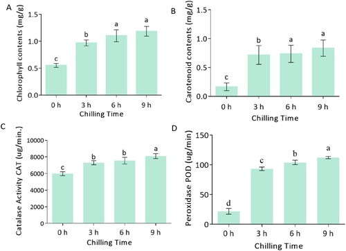 Figure 1. Biochemical analysis of Mangifera indica L. cv. Keitt response to chilling at different times. (A), chlorophyll content, (B) carotenoid content, (C) CAT enzyme activity, (D) POD enzyme activity. The columns with the different letters mean significant difference (P < 0.05) between different times of exposure. Bar indicates standard error.