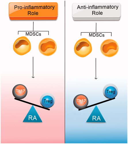 Figure 5. Two current hypotheses about MDSC roles in rheumatoid arthritis. Some researchers suggest that MDSCs can induce Th17 cells and inhibit Treg cells. On the other hand, some data show the opposite effects of MDSCs on Th17/Treg cell balance. This inconsistency can be due to the different expansion patterns of Th17 cell and Treg cell populations and the plasticity between Th17 and Treg cells.