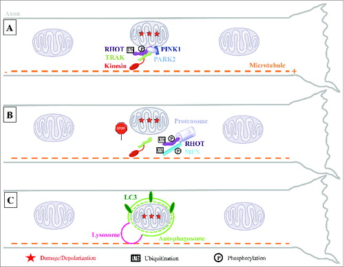 Figure 1. Model for local mitophagy of damaged mitochondria in neuronal axons. (A) Damage to axonal mitochondria leads to the accumulation of PINK1 and PARK2 on the mitochondrial outer surface where they interact with the motor complex composed of the RHOT/Miro and TRAK/Milton adaptor proteins and the kinesin motor protein. (B) PINK1- and PARK2-mediated proteasomal degradation of RHOT arrests both anterograde and retrograde motility of these organelles. This, and the parallel degradation of MFN1/2, are an early action of the PINK1 and PARK2 pathway prior to mitophagy and may help quarantine damaged mitochondria by preventing their fusion with healthy neighbors. (C) Accumulation of PARK2 on the stationary damaged mitochondria promotes their local engulfment within LC3-positive autophagosomes. Mitophagosomes fuse with axonal lysosomes to form autolysosomes and their mitochondrial content is degraded locally within the axon.