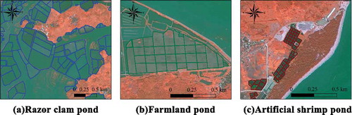 Figure 4. Types of coastal aquaculture in Ningde coastal region between 2003 and 2016. Razor clam: in blue color; farmland pond: in green color, and artificial shrimp pond: in red color