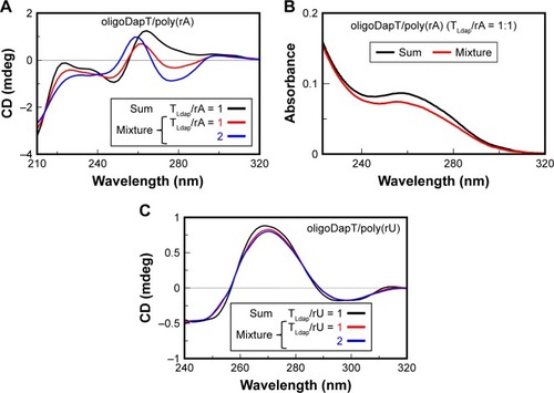 Figure 6 CD (A and C) and UV (B) analyses at 5°C in a two-chamber cell (optical path = 0.875 cm) relative to the formation of the complexes nucleopeptide/poly(rA) (A and B) and nucleopeptide/poly(rU) (C): sum spectra (black lines) of oligoDapT (4, 4 μM in TLdap) and RNA (4 μM in rA or rU) solutions in 10 mM phosphate buffer (pH = 7.5) and mixture spectra at TLdap/rA or TLdap/rU = 1/1 (red) and 2/1 (blue) ratios.Abbreviations: CD, circular dichroism; UV, ultraviolet.