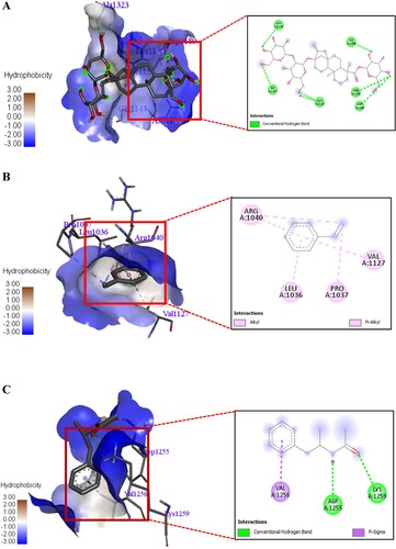 Figure 14. A 3D and 2D interaction of Stevioside with Streptococcus mutans Antigen I/II carboxy-terminus protein. B. 3D and 2D interaction of Styrene with Streptococcus mutans Antigen I/II carboxy-terminus protein. C. 3D and 2D interaction of Acetamide, N-(α-methylphenethyl) with Streptococcus mutans Antigen I/II carboxy-terminus protein.
