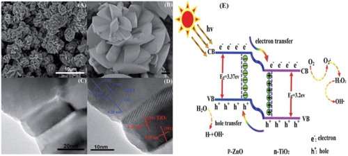 Figure 15. SEM images (A, B), TEM image (C) and HRTEM image (D) of fan blades. Schematic diagram illustrating p–n junction and charge transfer and separation mechanism in TiO2/ZnO heterojunctions under UV light irradiation (E). Adapted from reference ( Citation50) with permission. Copyright 2015, Royal Society of Chemistry.