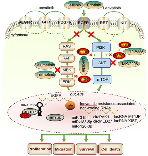 Figure 2 Combination therapy for drug resistance mechanisms.