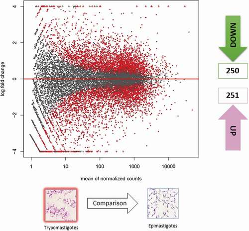 Figure 1. Gene expression of epimastigotes and metacyclic trypomastigotes. Volcano matrix to compare differentially expressed genes (DEGs) between metacyclic trypomastigotes (MTs) and epimastigotes (EPs), indicating the total number of down- and upregulated DEGs in metacyclic trypomastigotes.