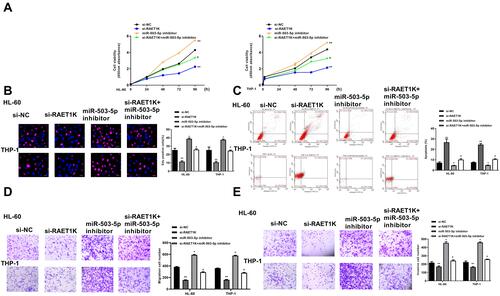 Figure 5 Downregulation of miR-503-5p reversed si-RAET1K induced protective role in AMI progression in vitro. HL-60 and THP-1 cells were transfected with si-NC, si-RAET1K, miR-503-5p inhibitor or co-transfected with si-RAET1K and miR-503-5p inhibitor. (A and B) Cell proliferation was measured by CCK-8 assay (A) and EdU staining assay (B). (C) Cell apoptosis was detected by flow cytometry. (D and E) Cell migration (D) and invasion (E) were evaluated by transwell assay. Each experiment was repeated three times. *P < 0.05, **P < 0.01 vs si-NC group; #P < 0.05 vs si-RAET1K group.