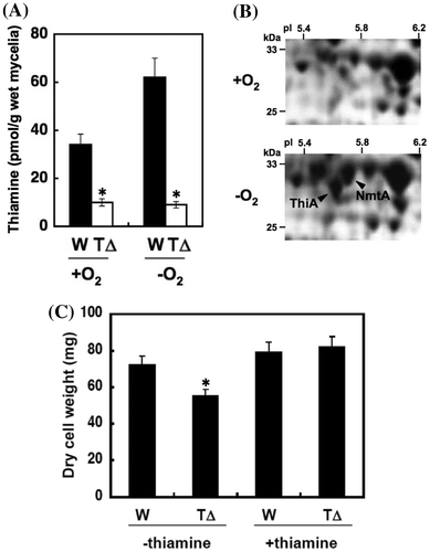 Fig. 4. Hypoxic role of thiamine synthesis.