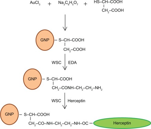 Figure 1 Schematic diagram showing the immobilization of herceptin on mercaptosuccinic acid-coated gold nanoparticles.