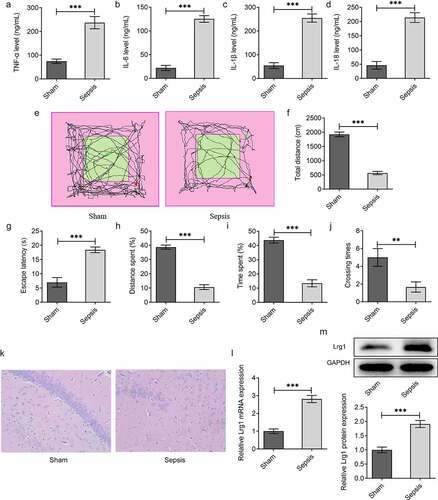 Figure 1. Sepsis model mice exhibit brain behavioral changes. The levels of inflammatory factors (a) TNF-α, (b) IL-6, (c) IL-1β and (d) IL-18 were assessed by ELISA analysis. (E-F) OFT was to detect the spontaneous viability of sepsis mice. (G-J) MWM was to explore the cognitive function of sepsis mice. (k) H&E staining was to evaluate the number of neurons of hippocampal tissues in sepsis mice. (Magnification, x200). (l) RT-qPCR and (m) western blot were respectively to analyze Lrg1 mRNA and protein expression. **P<0.01, ***P<0.001.