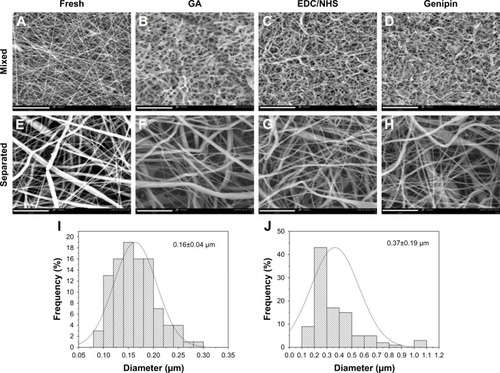 Figure 2 SEM images of different cross-linked membranes under mixed 10% (w/v) solution of PCL/collagen (A–D) and separated 10% (w/v) PCL and 10% (w/v) collagen solution (E–H). (I, J) Fiber diameter distribution of MF and SF, respectively.Notes: Magnification, 10,000× times. Scale bar, 8 µm.Abbreviations: EDC, 1-ethyl-3-(3-dimethylaminopropyl) carbodiimide; GA, glutaraldehyde; NHS, N-hydroxysuccinimide; PCL, polycaprolactone; SEM, scanning electron microscopy; MF, fresh mixed membranes; SF, fresh separated membranes.