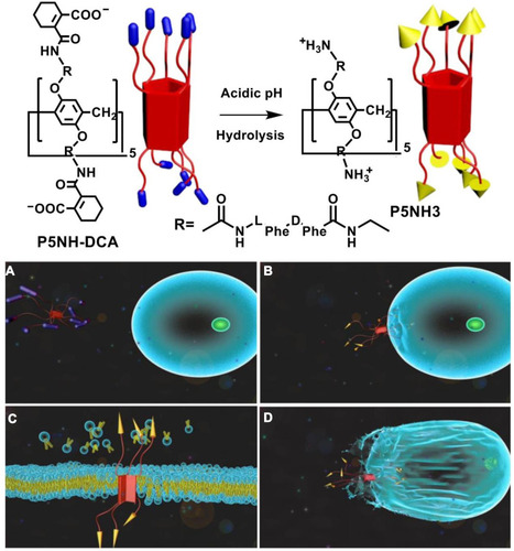 Figure 6 (A) Charge reversal process of P5NH-DCA; (B) Binding to cancer cell membrane; (C) Disrupting cancer cell membrane; (D) Killing cancer cells.Notes: Reprinted with permission from Chang YC, Chen JY, Yang JP, et al. Targeting the cell membrane by charge-reversal amphiphilic pillar[5]arene for the selective killing of cancer cells. ACS Appl Mater Interfaces. 2019;11:38497–38502.Citation79; Copyright 2019, American Chemical Society.