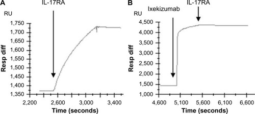 Figure 2 Ixekizumab competes with IL-17RA binding to immobilized human IL-17A.Notes: Human IL-17A was immobilized on a Biacore chip surface. Binding of IL-17RA/Fc to immobilized IL-17A was shown as increase in response units upon injection of IL-17RA/Fc (A). Ixekizumab bound to immobilized IL-17A as shown by the increase in response units following injection (B). Upon binding of ixekizumab to IL-17A, IL-17RA/Fc can no longer bind (B).Abbreviations: IL, interleukin; RU, response units; Resp Diff, the difference in RU between active flow cell and reference flow cell.